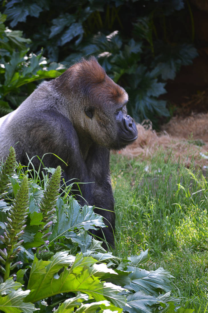 Profile of a silverback by Notechis on DeviantArt