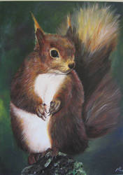 Squirrel