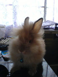 My Bunneh