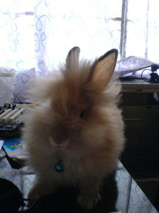 My Bunneh