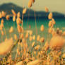 ....dry season