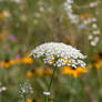 Field of Flowers