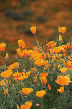 Poppy Fields