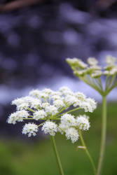 Flower by the River