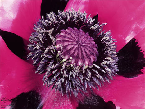 Pink Poppy