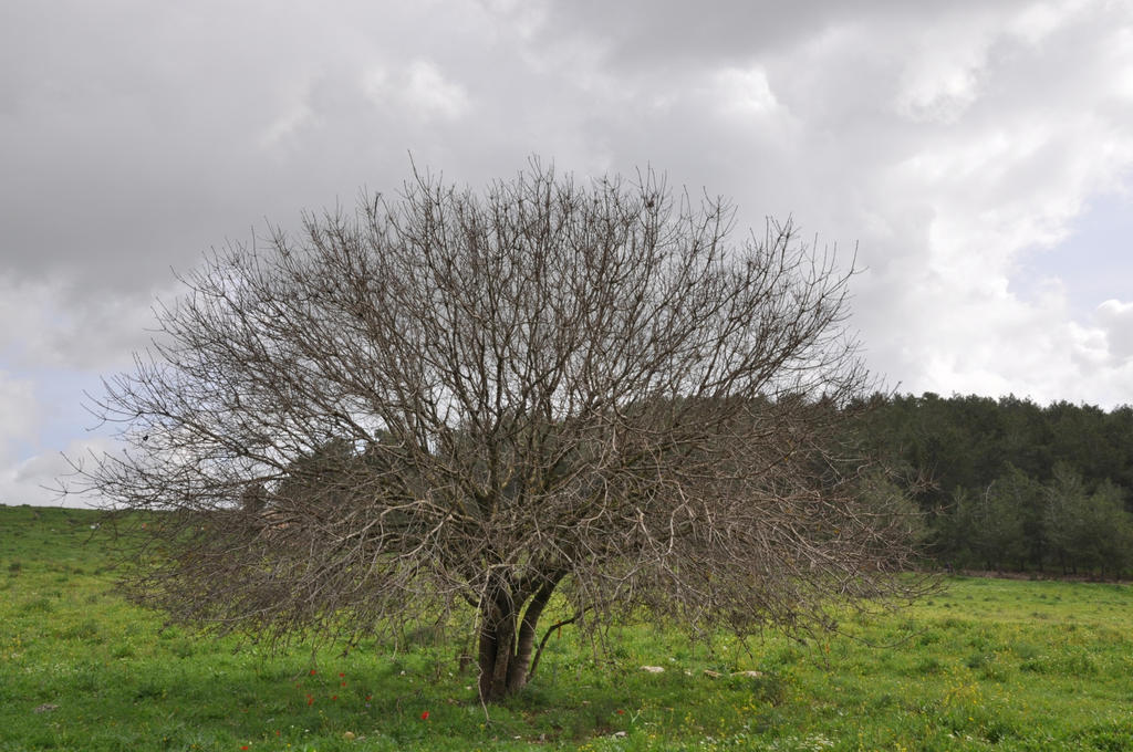 Tree with Clouds