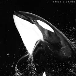 Diamond of the Night