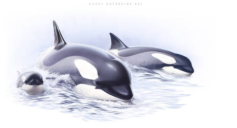 Antarctic Orca // Type ''B''