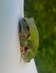 Tree Frog