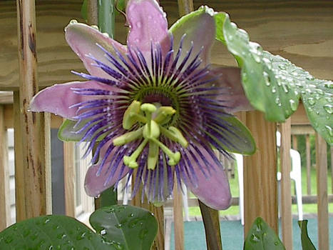 Passion Flower