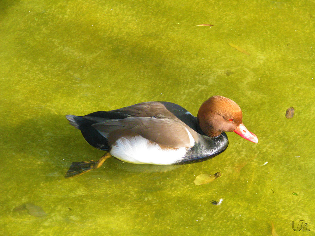 Red-crested Pochard