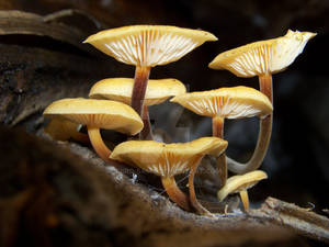 Golden needle mushroom