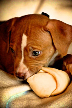 A Pup Eat Bone World