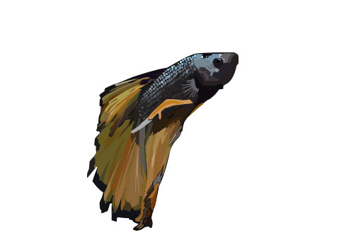 Apollo Bettafish