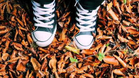 Converse in fall.