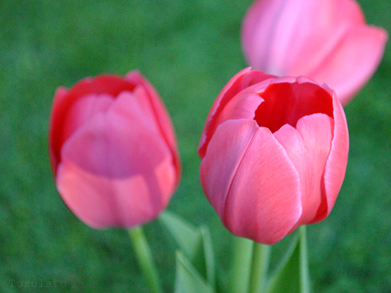 tulipanes