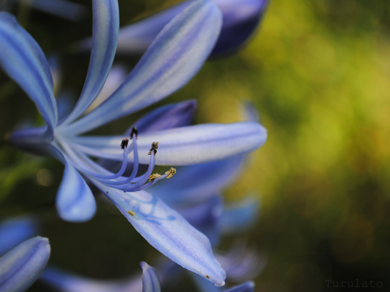 Agapanthus 2