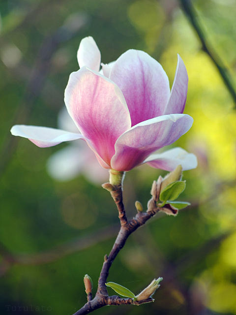 magnolio morado by turulato on DeviantArt