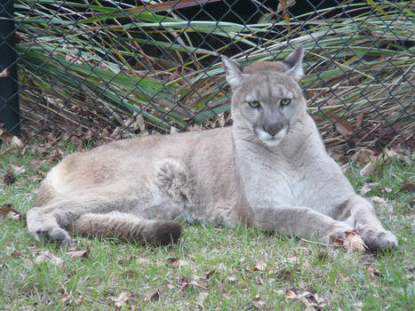 Florida Panther