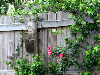 Fence Ruled by Jasmine Vines