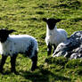 Little Lambs