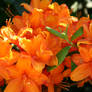 Rhododendron orange