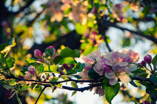 Bloom and sunset