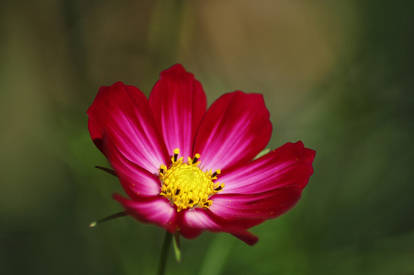 Pink Flower