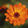 Calendula