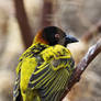 Village Weaver