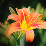 Daylily