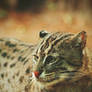 Fishing Cat