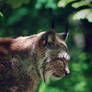 Dizzy Lynx