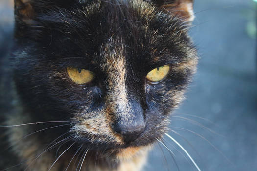 Tortoiseshell Face