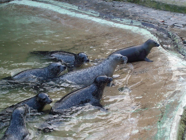 Antwerpen - Seals