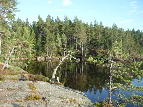 swedish landscape 2