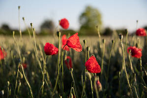 Red Summer