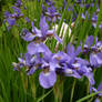 Sea of Iris