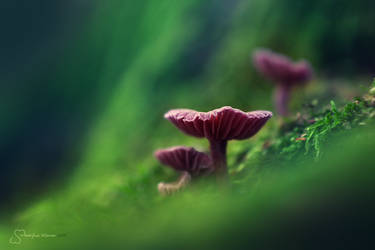 Amethyst Deceivers