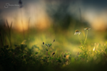 End of a new day by MaaykeKlaver