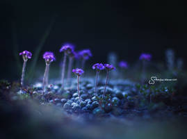 Himalayan Flowers