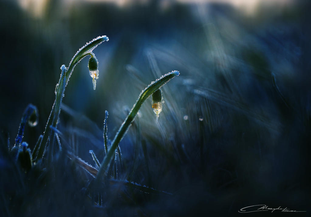 Ice lanterns by MaaykeKlaver
