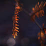 Dead fern in morning light