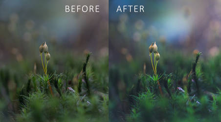 Sporelings: Free Tutorial with Lightroom Preset