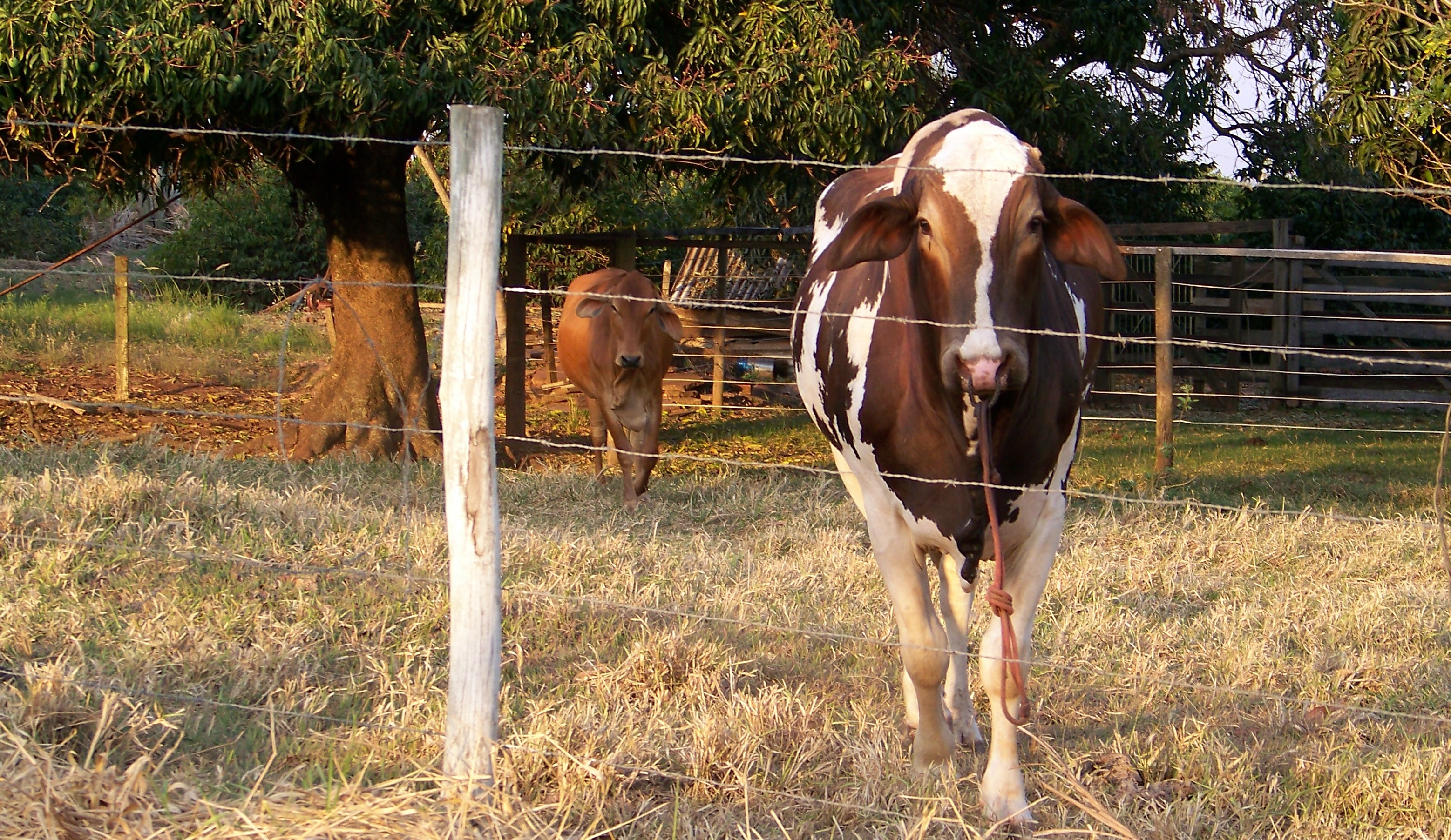 Country Life