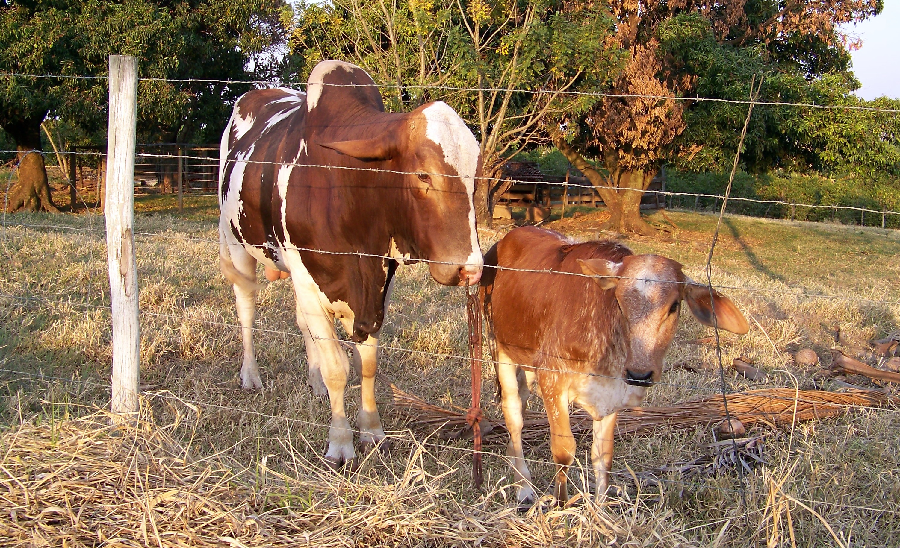 Country Life