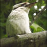 Kookaburra 02