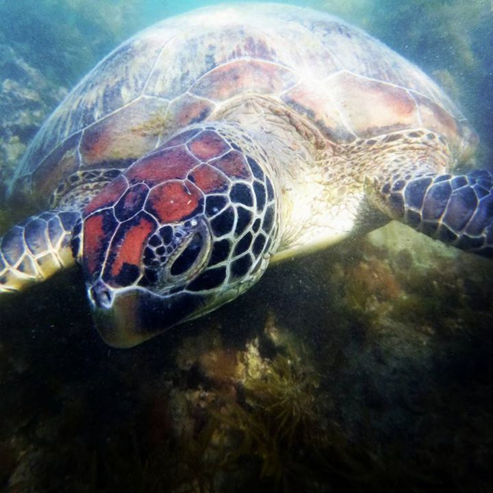 Catseye Beach Turtle