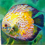 Discus Fish