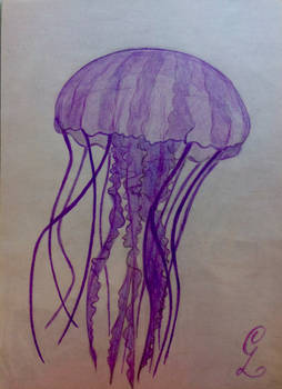 Purple jellyfish